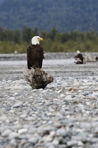 053 Haines, Chilkat Bald Eagle Preserve, Visarend.jpg